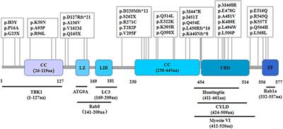 Fundamental roles of the Optineurin gene in the molecular pathology of Amyotrophic Lateral Sclerosis